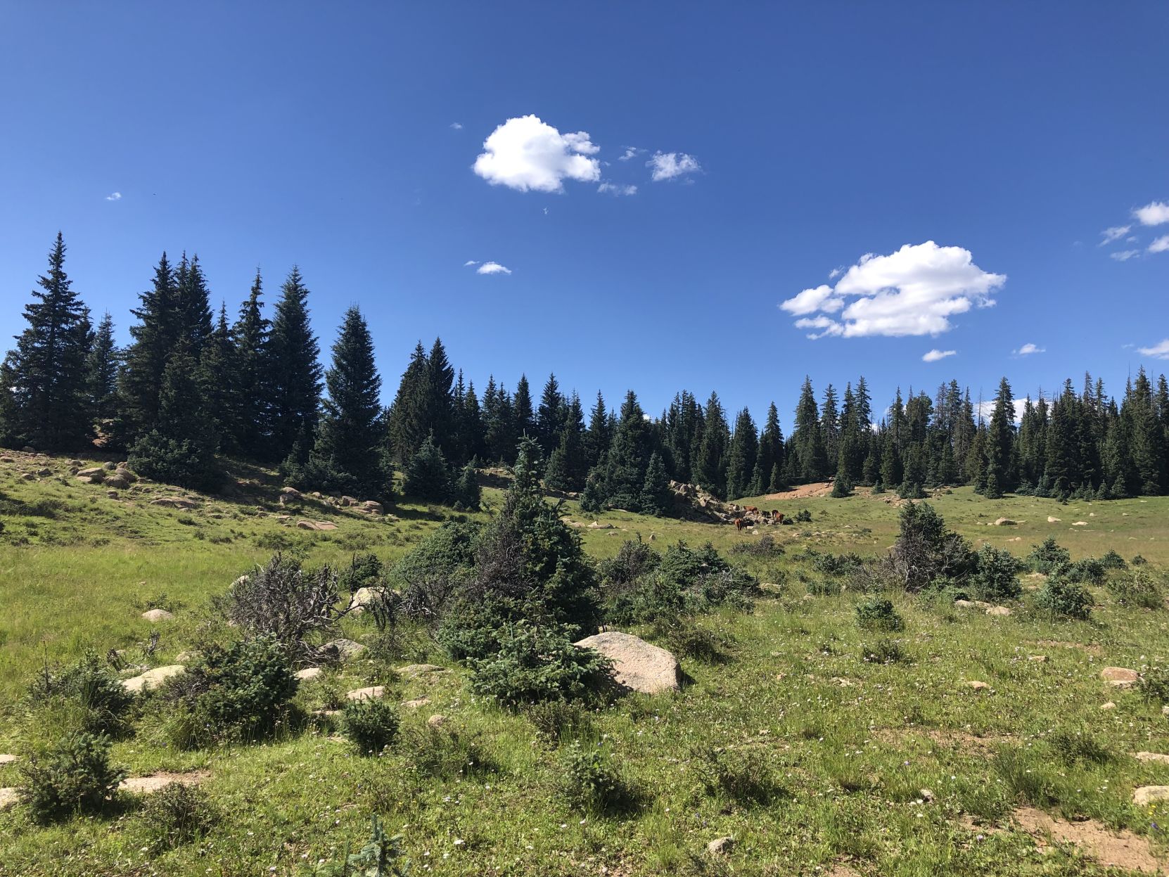 IMG_0558.jpeg